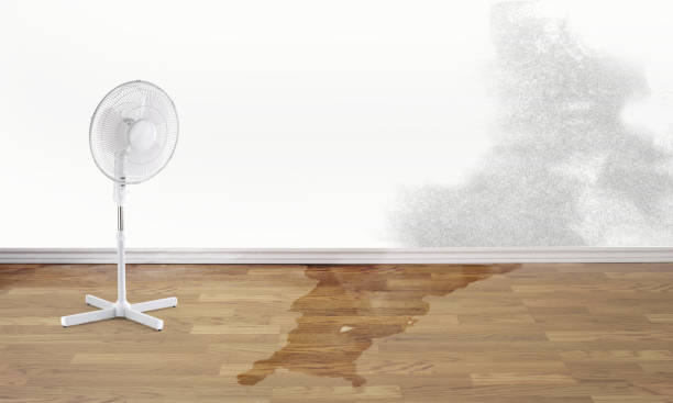 Best Local water damage restoration  in Belle Plaine, IA
